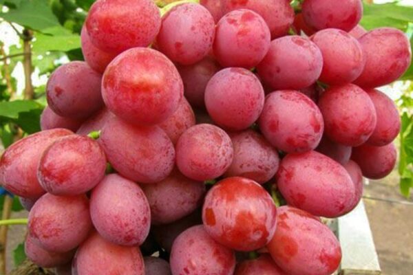 dnieprowskij rozowyj