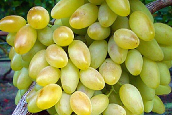 kiszmisz-osiennij krupnopłodnyj