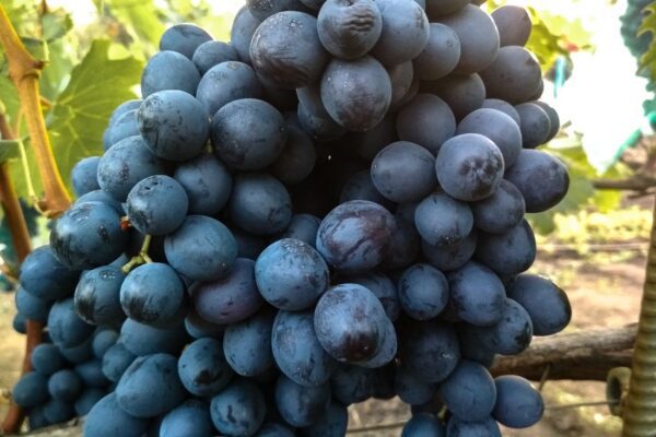 kiszmisz osiennyj korolewskij