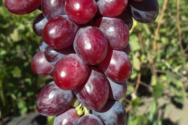 kiszmisz scarlet royal