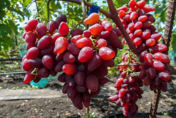 żurawczi wiśniowyj