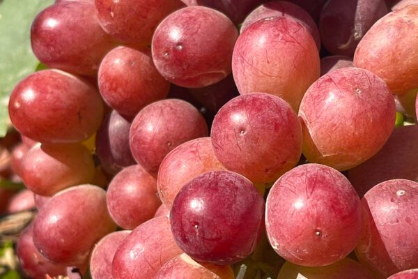 щелкунчик2-2