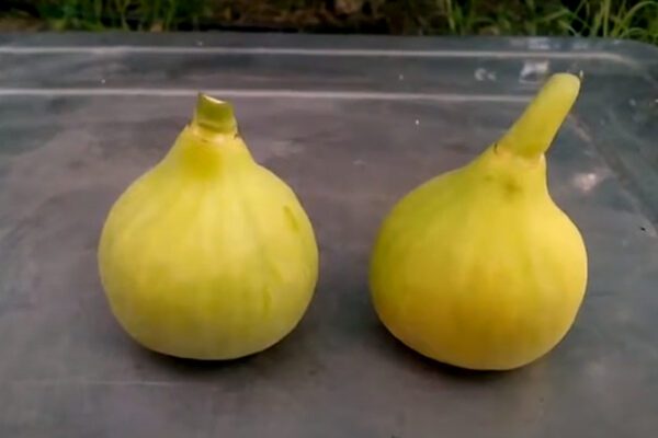 Arabuli